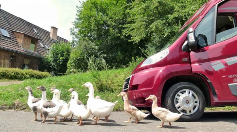 Landvergnügen is gratis staan bij de boer